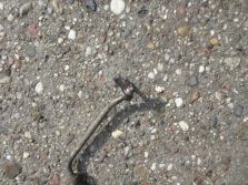 CHEVROLET AVEO T300 1.4 PRZEWÓD WSPOMAGANIA